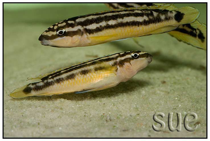 Julidochromis sp. 'ornatus kapampa' Kapampa